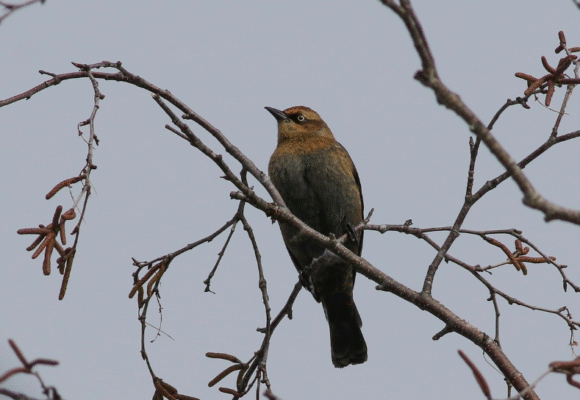 A Rusty Blackbird roughing it out through the winter in Wilder, VT. &copy; © Nick Tepper