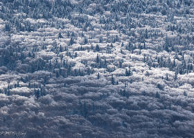 Field Guide to February 2021