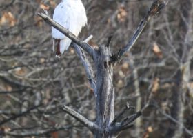 December 2020 Photo-observation of the Month