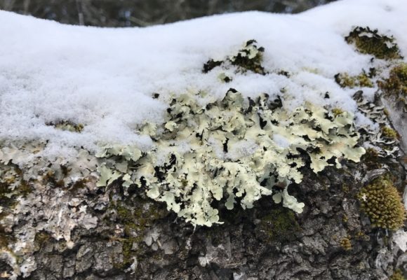 10819, , lichen2, , , image/jpeg, https://media.vtecostudies.org/wp-content/uploads/2021/01/08191915/lichen2.jpg, 1024, 768, Array, Array © Kent McFarland