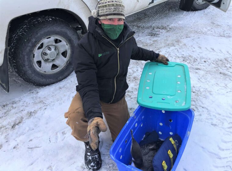 A loon rests comfortably on top of a life preserver in a plastic box with air holes, ready for transport to open water.