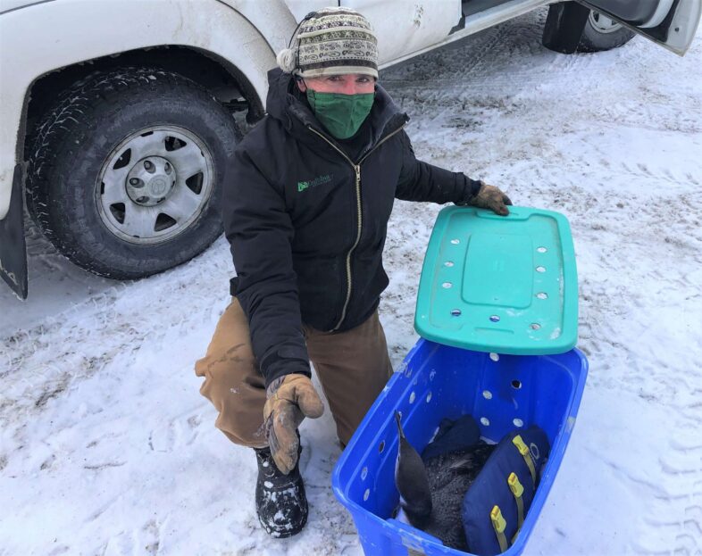 A loon rests comfortably on top of a life preserver in a plastic box with air holes, ready for transport to open water.