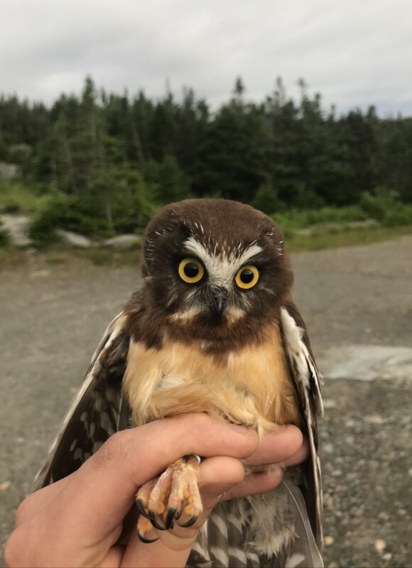 Juvenile Northern Saw-whet Owl &copy; © Kevin Tolan