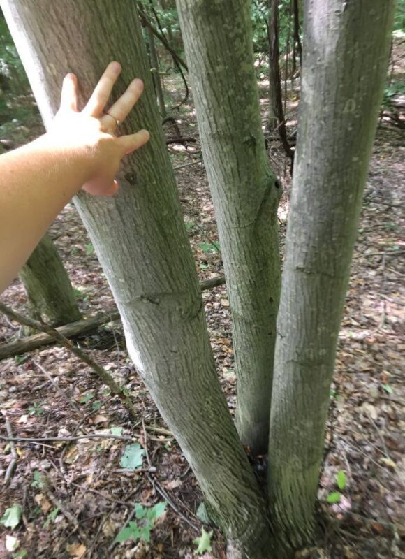 Downy Serviceberry &copy; © Julia Pupko