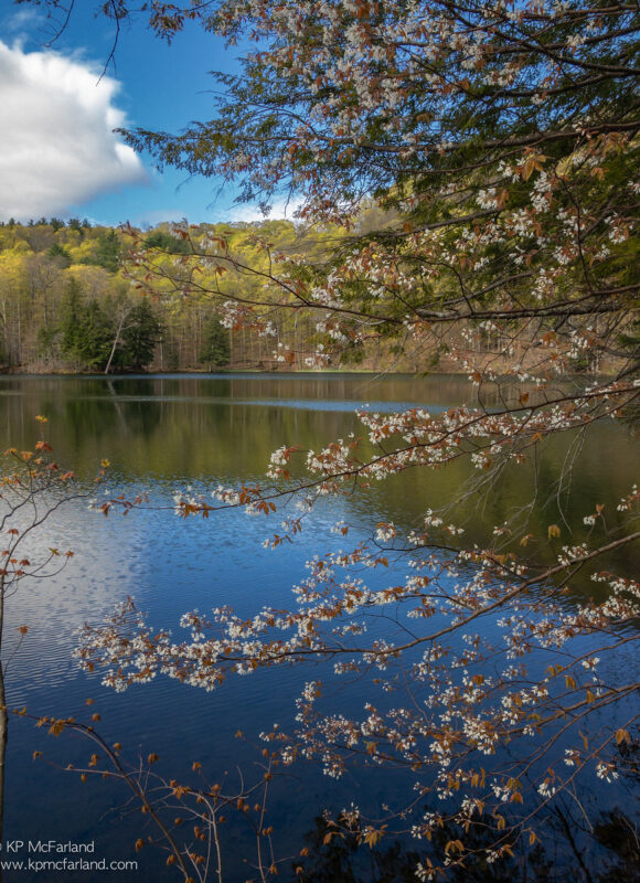 Shadbush blooming &copy; © Kent McFarland