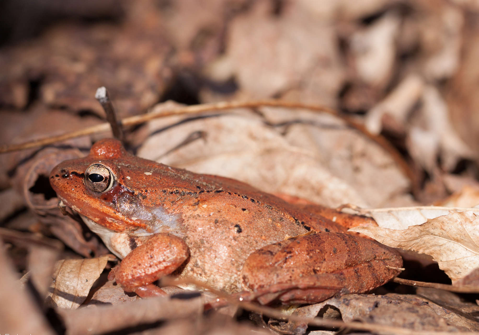 A newly emerged Wood Frog rests on the forest floor.  &copy; K.P. McFarland