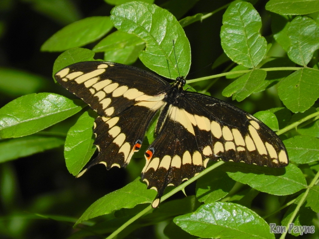 A Giant Leap Northward for a Butterfly