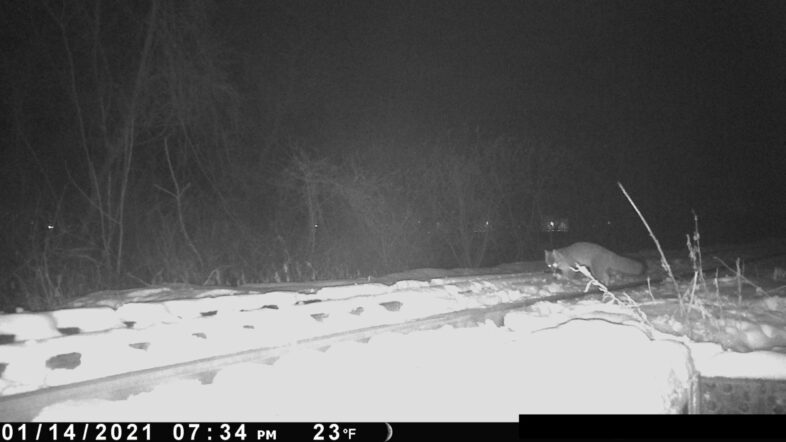 a gray fox visits a territorial scent marking location