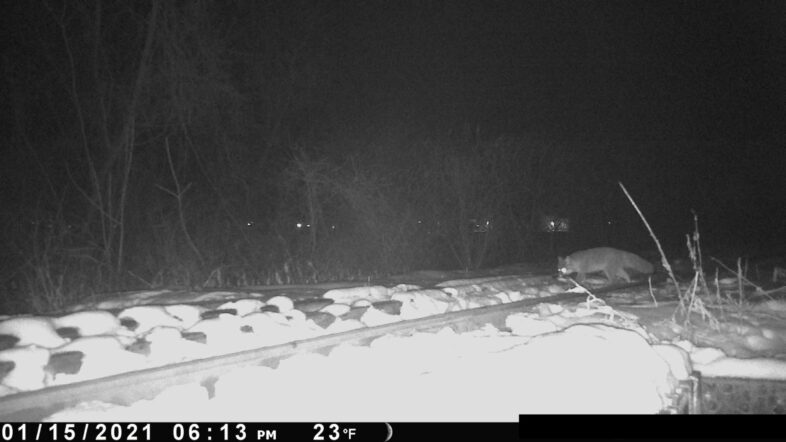 a gray fox revisits the same scent post from the night before