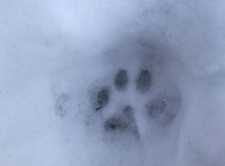 a bobcat track in snow