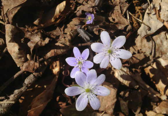 Sharp-lobed Hepatica Flowers &copy; © Kent McFarland