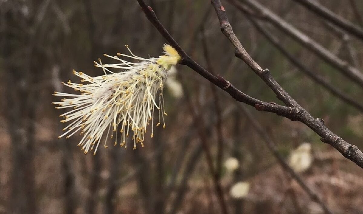A fully open willow flower. &copy; © Spencer Hardy
