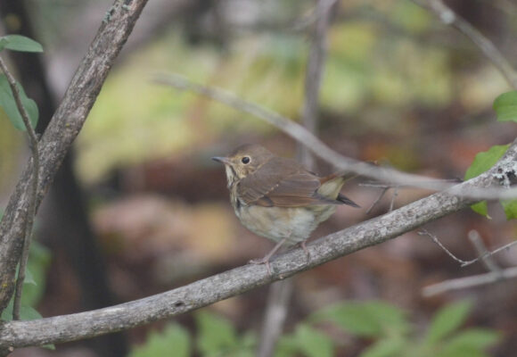 Hermit Thrush &copy; © Nathaniel Sharp