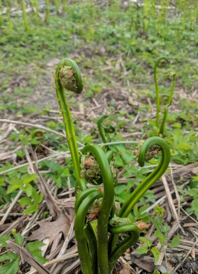 Ostrich Fern Fiddleheads - those that are the most tightly furled can still be harvested &copy; © Nathaniel Sharp