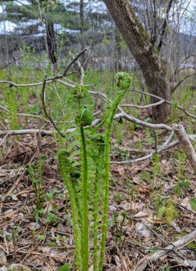Unfurling Ostrich Fern fiddleheads - past their harvestable time. &copy; © Nathaniel Sharp