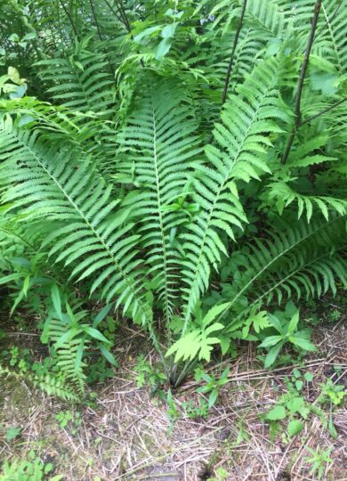 Ostrich Fern &copy; © Kent McFarland
