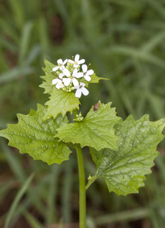 Garlic Mustard (Alliaria petiolata) &copy; © Kent McFarland