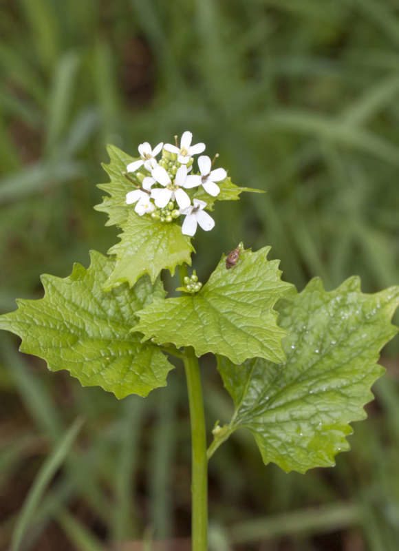 11163, , Garlic-Mustard-Alliaria-petiolata_KPMcFarland-2_580x800_acf_cropped, , , image/jpeg, https://media.vtecostudies.org/wp-content/uploads/2021/03/08191150/Garlic-Mustard-Alliaria-petiolata_KPMcFarland-2_580x800_acf_cropped.jpg, 580, 800, Array, Array © Kent McFarland