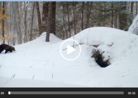 When Porcupines Dance