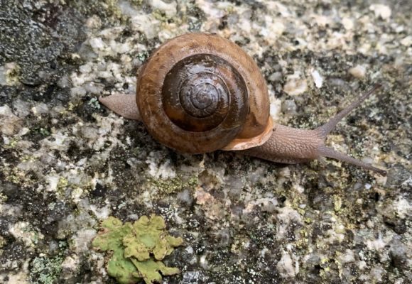 11121, , white1, , , image/jpeg, https://media.vtecostudies.org/wp-content/uploads/2021/03/08191242/white1.jpg, 1024, 768, Array, Array © jeffcherry (iNaturalist)