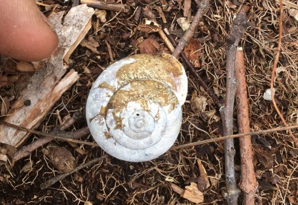 11120, , white, , , image/jpeg, https://media.vtecostudies.org/wp-content/uploads/2021/03/08191245/white-e1617036042871.jpg, 678, 645, Array, Array © Spencer Hardy