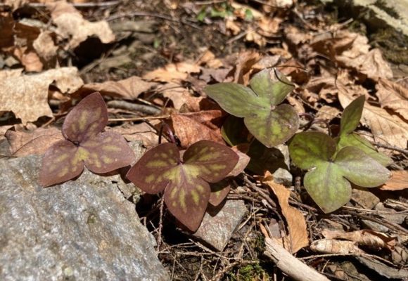 11117, , hepatica, , , image/jpeg, https://media.vtecostudies.org/wp-content/uploads/2021/03/08191258/hepatica.jpg, 750, 563, Array, Array © Julia Pupko