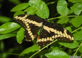 A Giant Leap Northward for a Butterfly