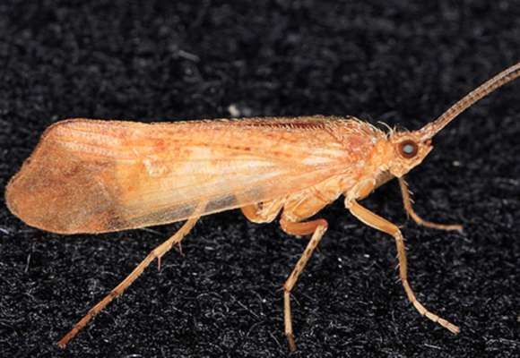 Physocephala furcillata &copy; © Spencer Hardy licensed under CC-BY-NC