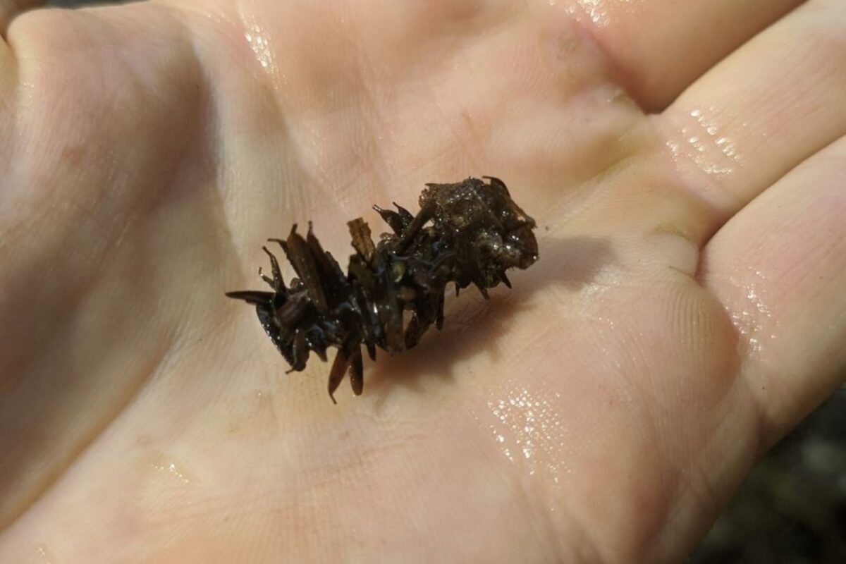 Caddisfly (Tribe Limnephilini) casing &copy; © Spencer Hardy