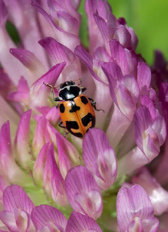 Parenthesis Lady Beetle &copy; © K.P. McFarland