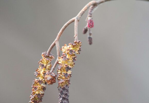 Speckled Alder (Alnus incana) catkin &copy; ©Erika Mitchell
