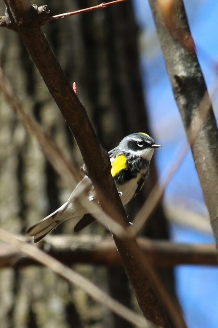 Yellow-rumped Warbler &copy; © Julia Pupko