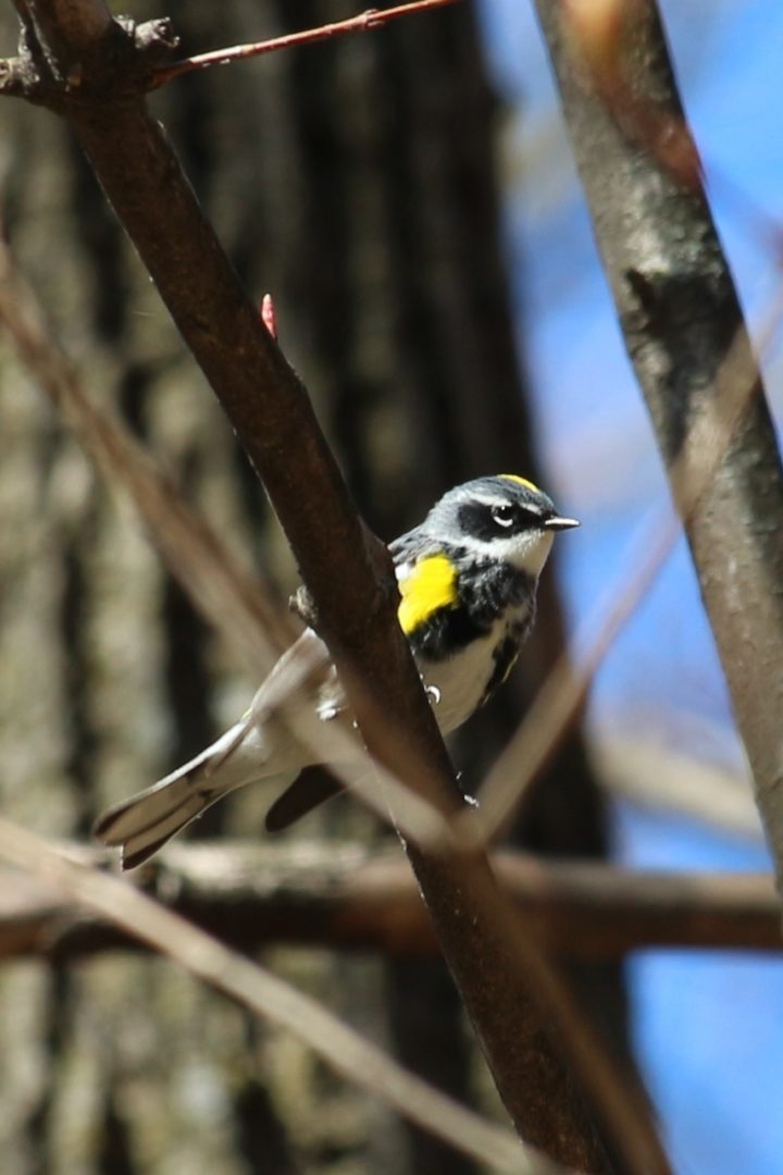 Yellow-rumped Warbler © Julia Pupko