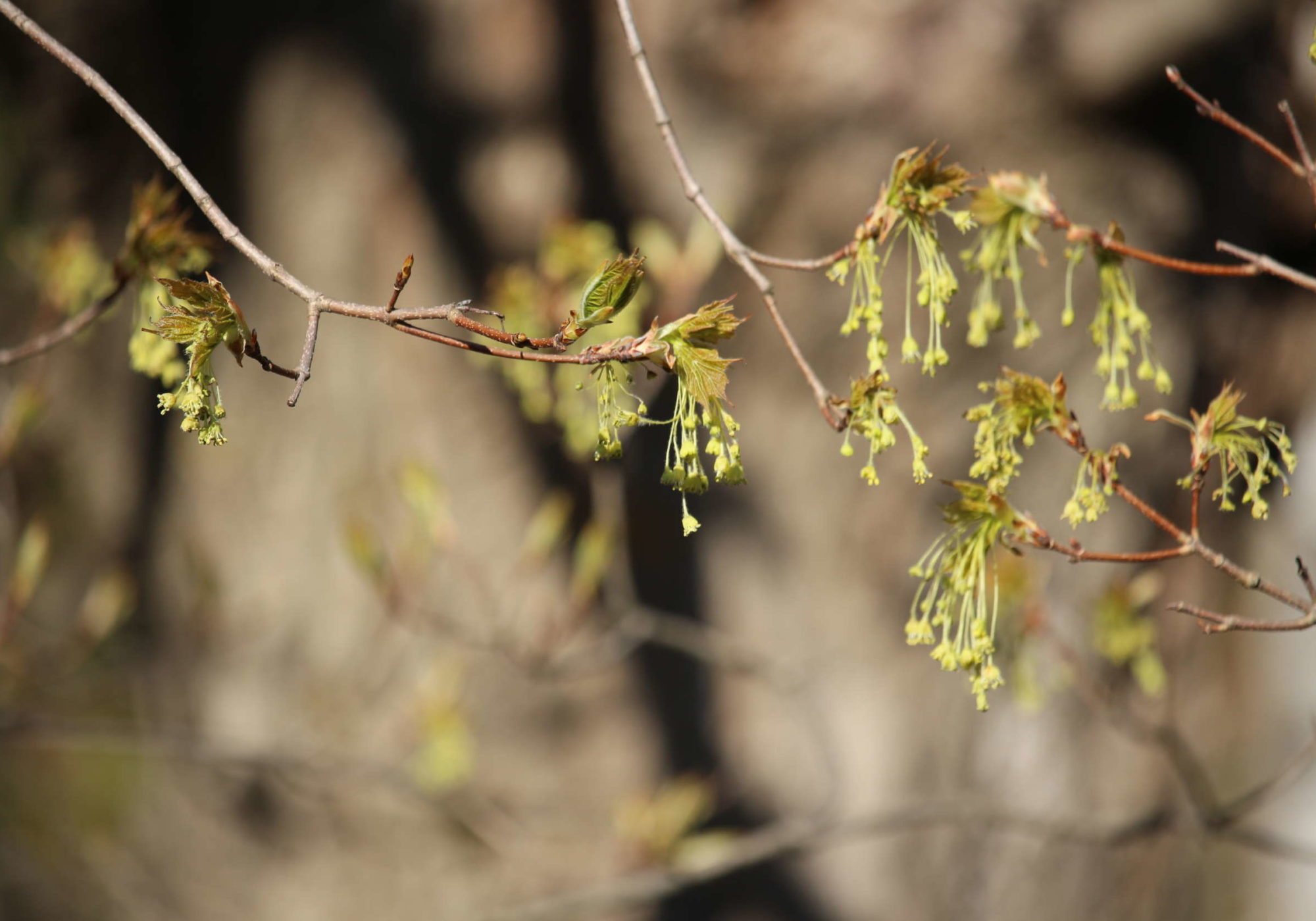 Sugar Maple (Acer saccharum) flowers ©Julia Pupko