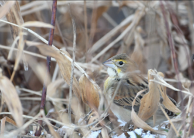 Vermont Town Birding Challenge