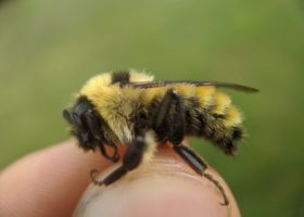 V C E Biologist Spencer Hardy safely holds a stingless male Golden Northern Bumble Bee (Bombus fervidus). © Spencer Hardy.