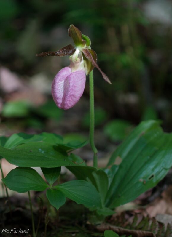 Pink Lady Slipper &copy; © Kent McFarland