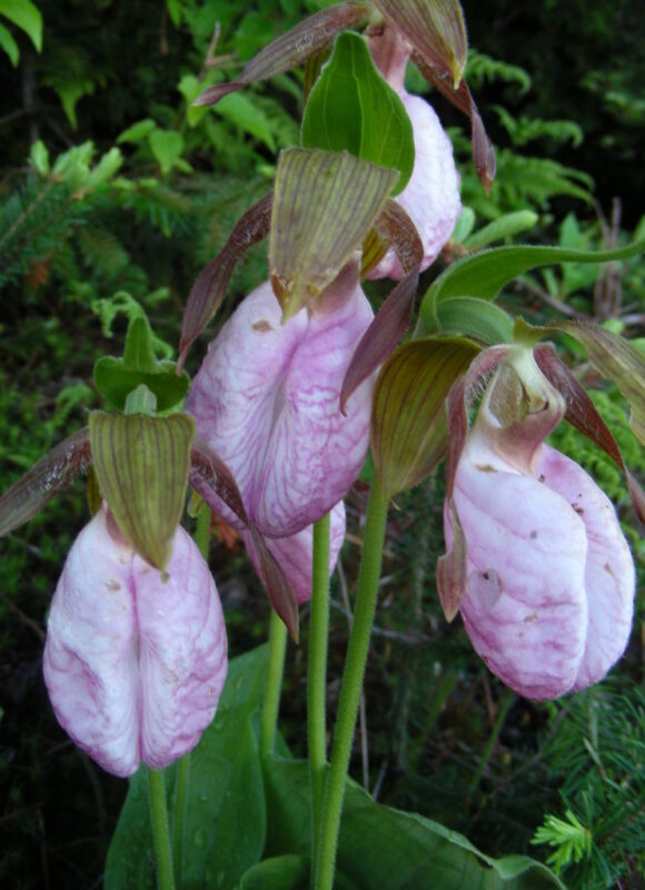 Close-up of Pink Lady Slipper flowers &copy; © Kent McFarland