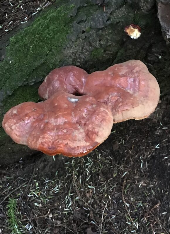 Hemlock Varnish Shelf &copy; © Kent McFarland