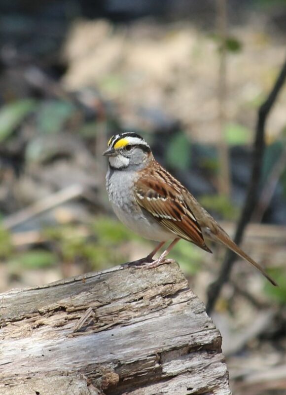 White-throated Sparrow &copy; © Julia Pupko