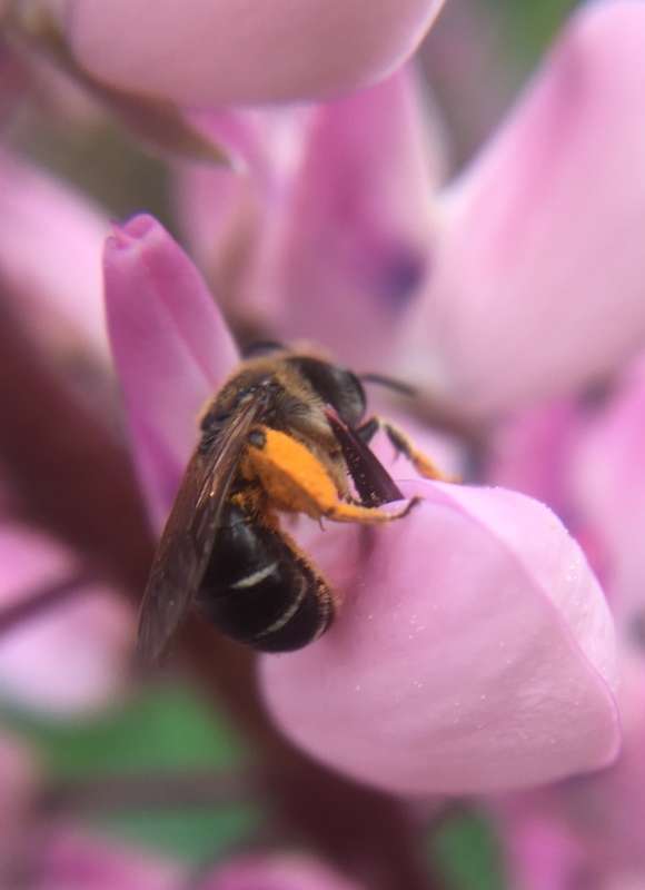 Wilke's Mining Bee &copy; © Spencer Hardy