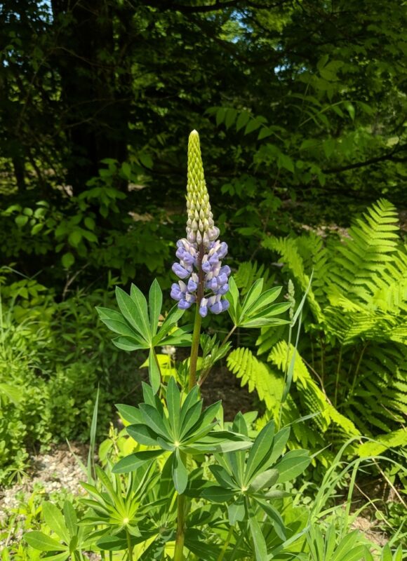 Large-leaf Lupine (<i>Lupinus polyphyllus</i>) &copy; © Nathaniel Sharp