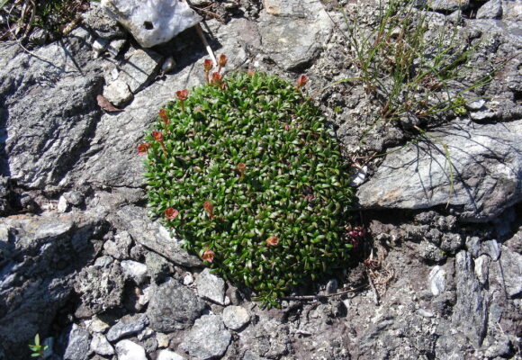 Diapensia (<i>Diapensia lapponica</i>) &copy; © K.P. McFarland