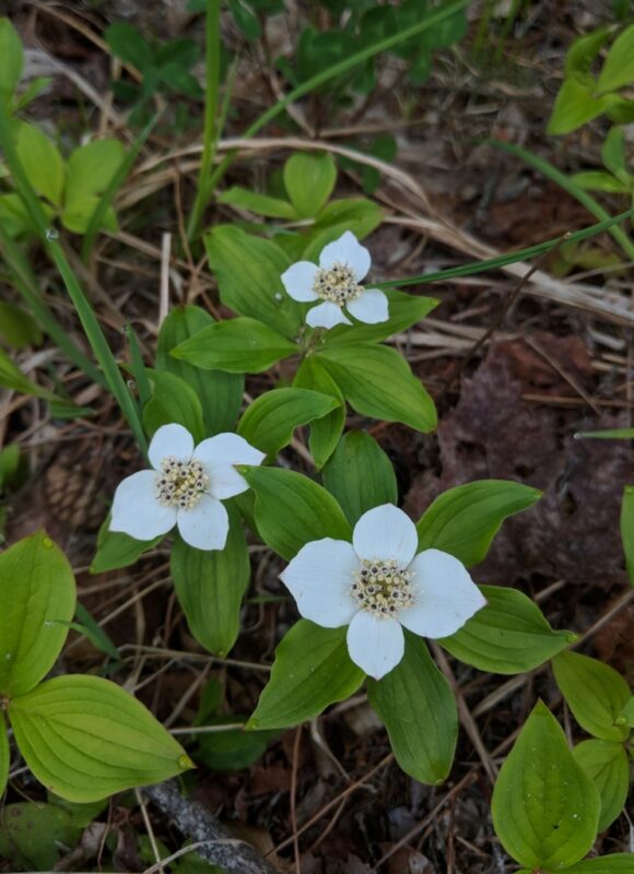 Sugar Maple (Acer saccharum) &copy; iNaturalist user carterdorscht
