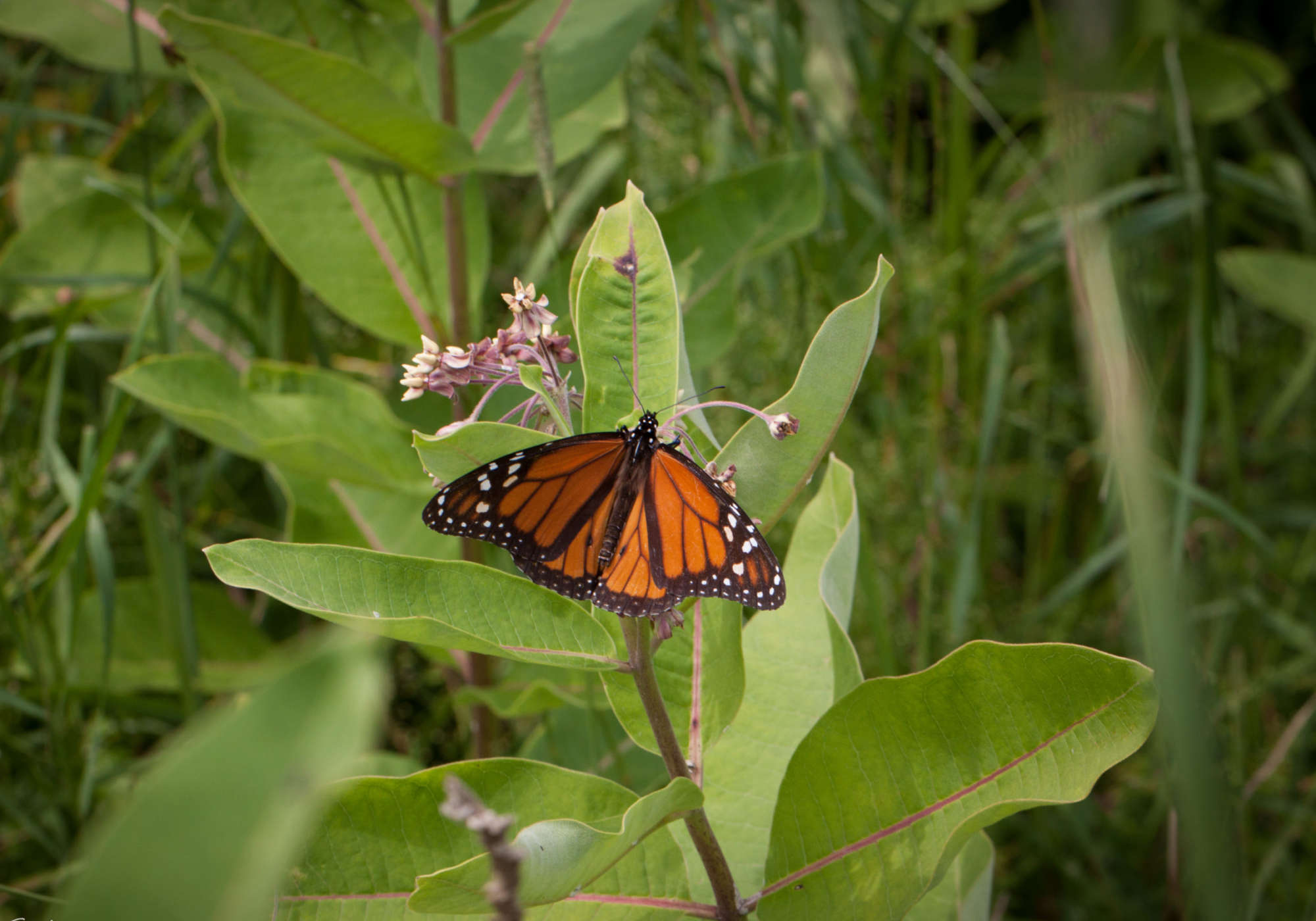 Male Monarch on Common Milkweed. &copy; © K.P. McFarland