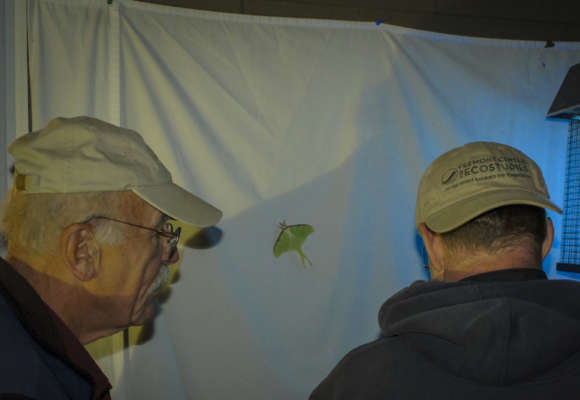 Moth watching on a warm night. The black light is an old ‘bug zapper’ that has had the zapping parts removed. 