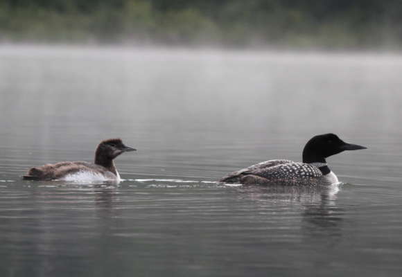 A six week old Common Loon chick with an adult. &copy; © Janet Steward