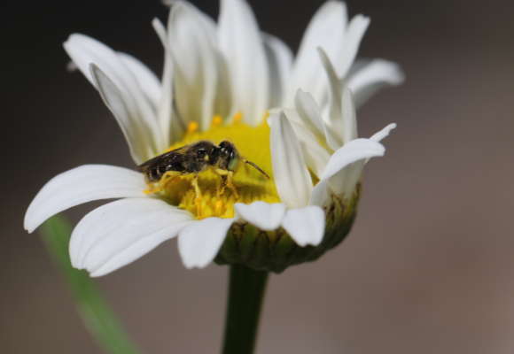 Eastern Calliopsis Bee (Calliopsis andreniformis) &copy; © Spencer Hardy