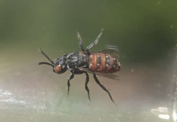 Calliopsis Cuckoo Nomad Bee (Holcopasites calliopsidis) &copy; © Spencer Hardy