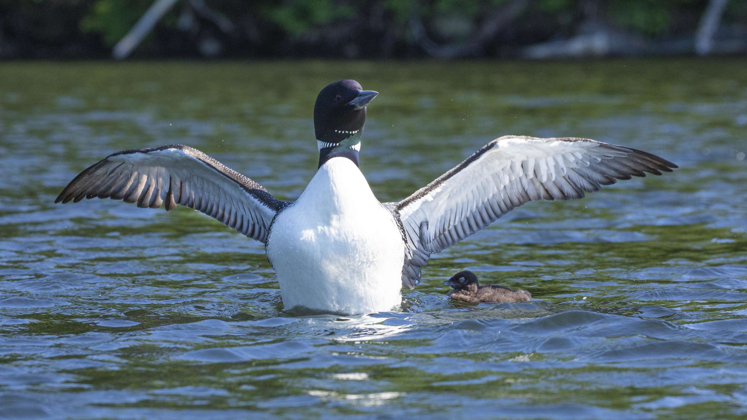 July Updates from the Loon Conservation Team